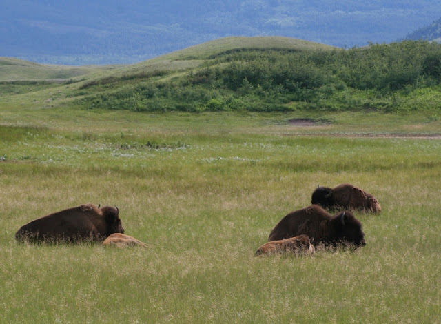 Bisontes (Canadá)