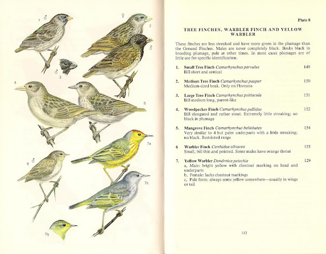 Birds Of Texas Field Guide