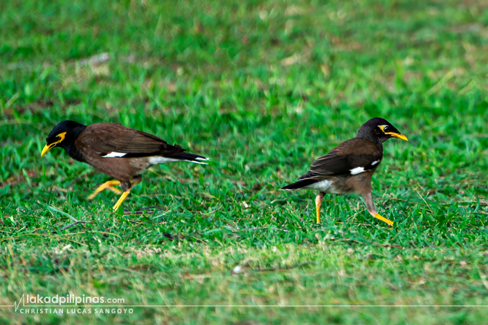 Tanjung Rhu Resort Langkawi Birding