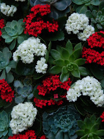 Allan Gardens Conservatory 2017 Christmas Flower Show Christmas tree topiary detail red and white kalanchoes by garden muses-not another Toronto gardening blog