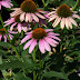 Cone flowers pictures.
