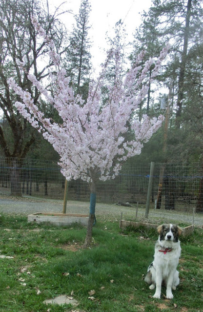 エリと桜