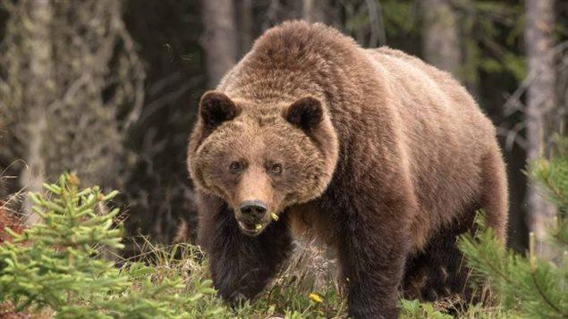 I Grizzly tornano a fare paura: mamma e bimba uccise da un orso