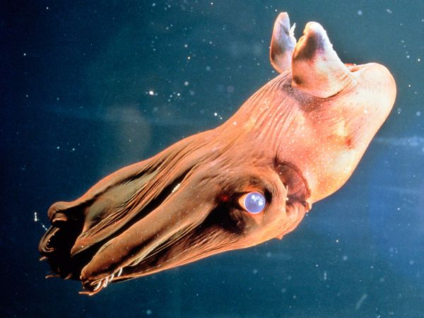 Vampire squid