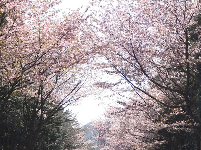 [無料ダウンロード！ √] 北海道 神宮 桜 193554-桜庭 和 北海道 神宮
