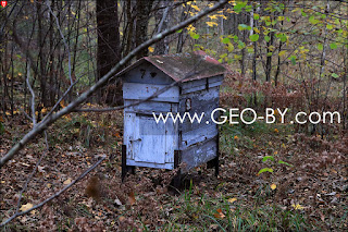 Puszcza Nalibocka. The box turned out to be a hive