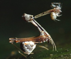6. Archaeidae