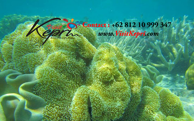 081210999347, cara ke anambas, cara ke anambas dari jakarta, dari batam ke anambas naik apa, explore best tropical island in asia, hotel di anambas, how to get to anambas islands from singapore