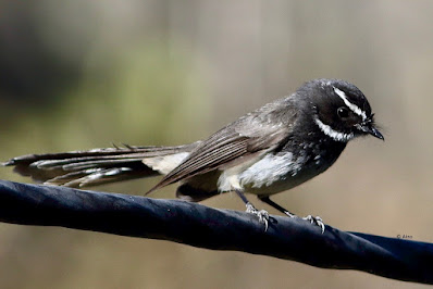 Spot-breasted Fantail