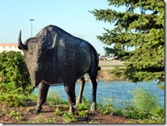 Bison at entrance
