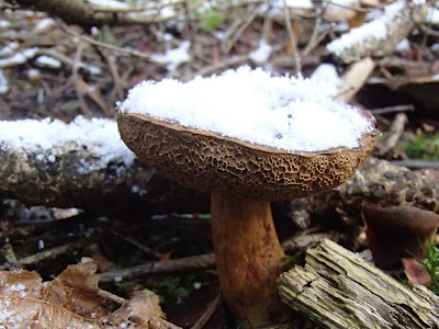 grzyby 2016, grzyby w grudniu, jakie grzyby można zbierać w zimie, grzyby pod śniegiem, zimowe grzybobranie, pieprznik trąbkowy Cantharellus tubeaformis, podgrzybek brunatny Boletus badius, lakówka ametystowa Laccaria amethistina