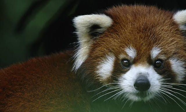 Red Panda, North Sikkim Tourism, North Sikkim images, Sikkim images 