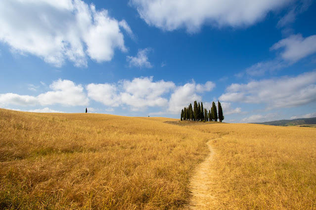 Cipressi di San Quirico d'Orcia