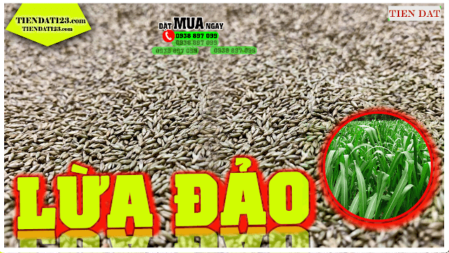 Hạt giống cỏ ghine mombasa ( cỏ sả lá lớn ) không nảy mầm