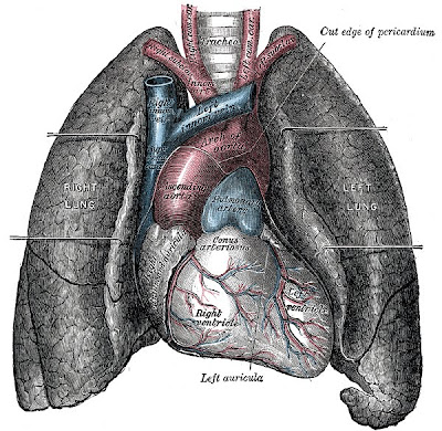 smoking lungs diagram. Lung Repair