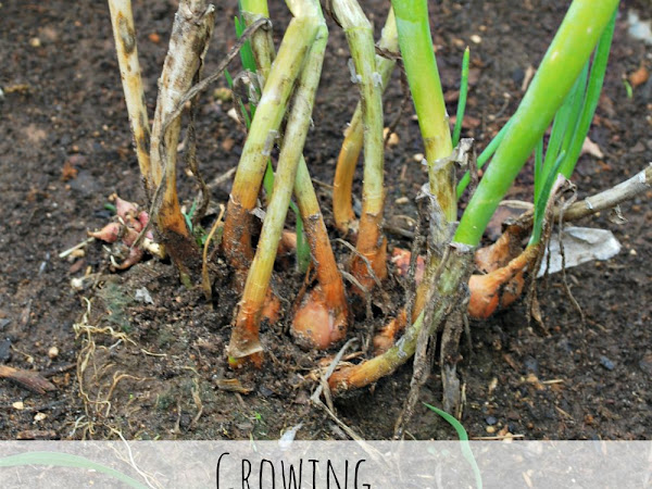 How to Grow Walking Onions