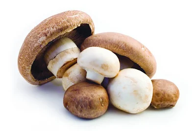 Different  Kinds of Mushrooms