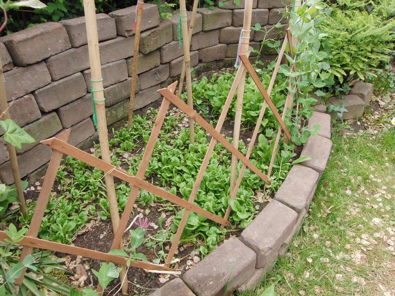 Mijn kleine moestuin: Tomaatjes en wat foto`s van hoe de ...