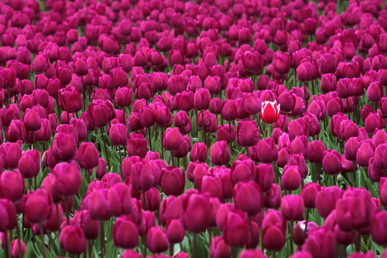 https://blogger.googleusercontent.com/img/b/R29vZ2xl/AVvXsEgTml5st80axsOuzWNqptFiebRDE4eL1Mns21IdF4FwqmQCdQrZBL1Crsx4Bfr3DrB5bsYEG3PImaJcrw98QH8VMQ94nZWG4tQBrhYf6sUN_OmElNTyC4IdbpQ7sBWVXFrqUa5sKOaVh8HT/s1600/very+beautiful+and+lovely+tulips%252C+HD+wallpapers+tulips+%252810%2529.jpg