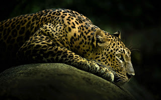 Lying Leopard