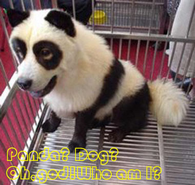 DWG_BLOGGER: FUNNY DOG'S PICTURES: Panda? Dog?