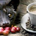 penemu kopi luwak