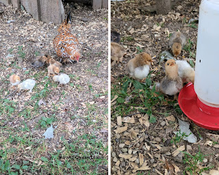 Far and near pictures of the same chick