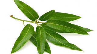 Mango leaves uses for hair