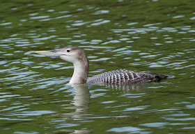 White-billed Diver - Lincolnshire