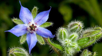 Borage Greens Benefits For Health and Fitness