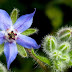 Borage Greens Oil Benefits For Health and Fitness