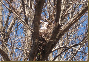 dove on nest_edited-1