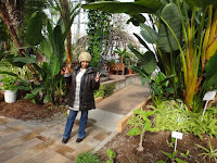 Giant White Bird Of Paradise Plant