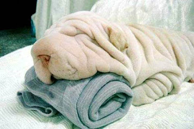 wrinkles of shar peis, shar pei dogs, wrinkle dogs, wrinkle dog lovers, wrinkle dog lover, dog photograph, dog picture, dog wallpaper, mystery about dogs, mystery about shar pei dogs, wrinkles of shar peis, shar pei dogs, wrinkle dogs, wrinkle dog lovers, wrinkle dog lover, dog photograph, dog picture, dog wallpaper, mystery about dogs, mystery about shar pei dogs