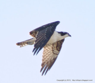 Osprey