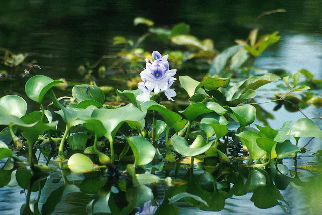 Eichhornia-paniculata-Mureré-Uma-planta-aquática-sul-americana