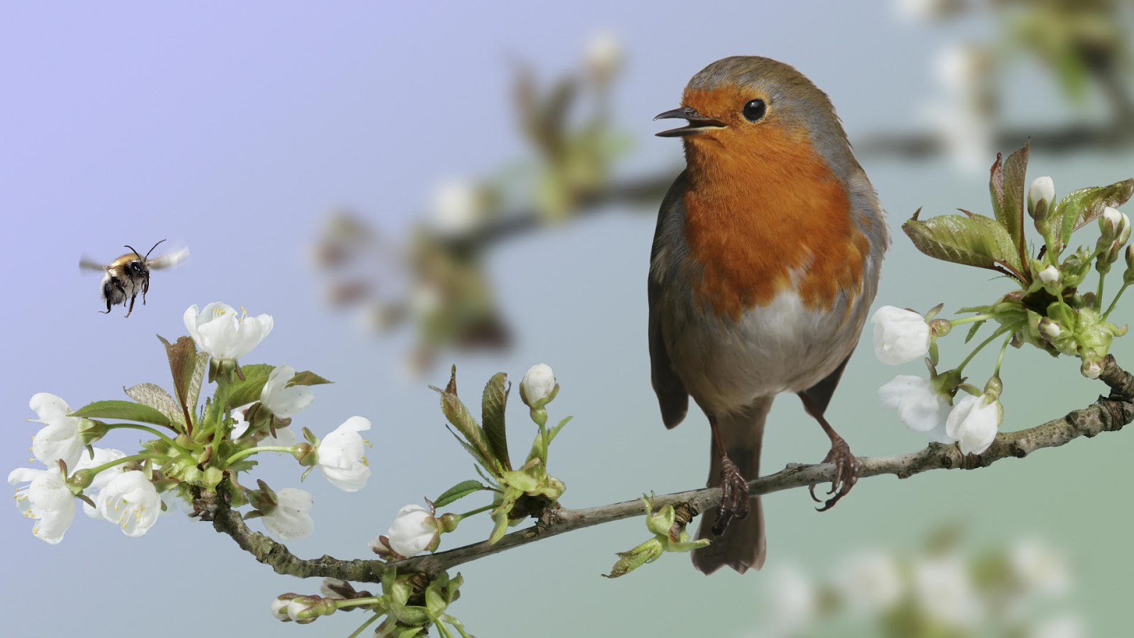 1080p Animal wallpapers 03