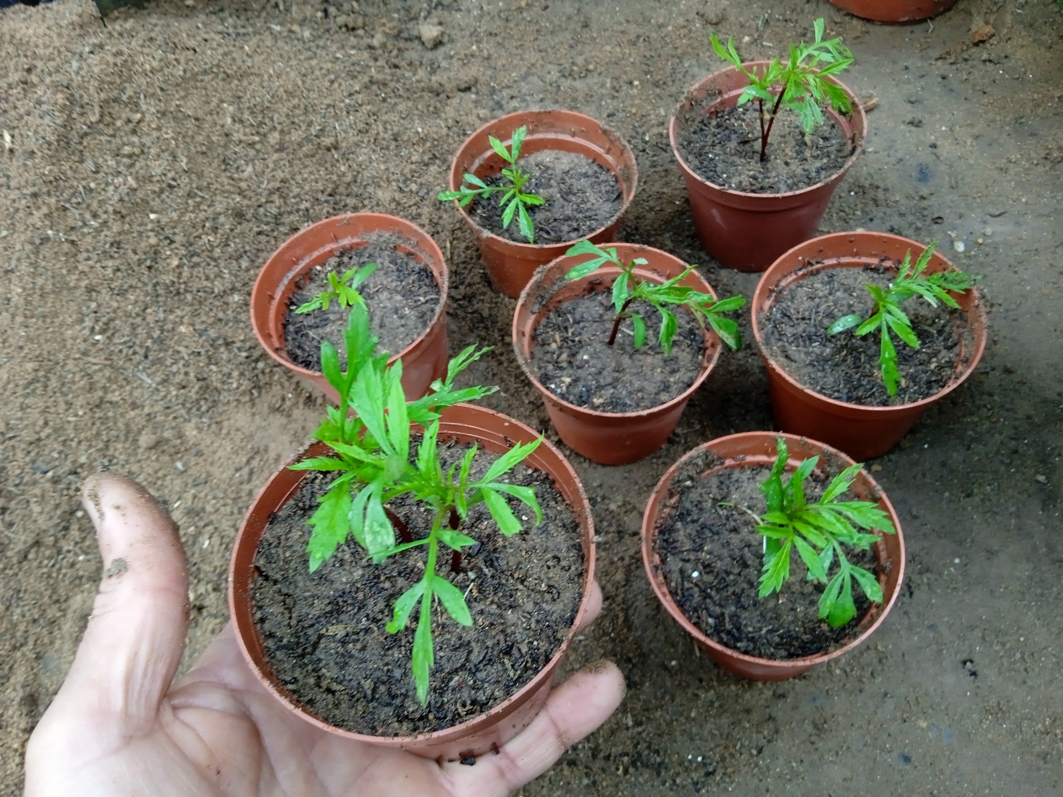 Growing marigolds from seeds is easy, and transplanting seedlings indoors is not particularly difficult. To get the longest growing season from your marigolds, start the seeds indoors
