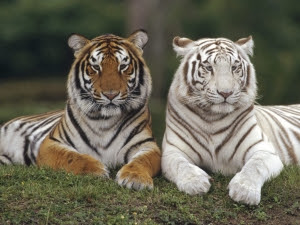 Animals hd wallpaper 