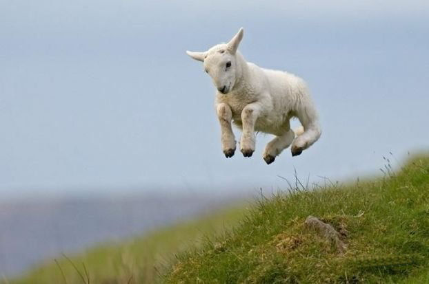 Amazing Animals Jump  Nice Pics sexy stills