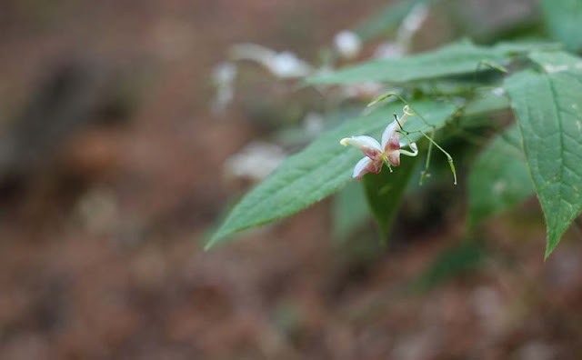 Epimedium Sagittatum Flowers Pictures