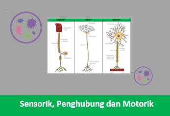 Penjelasan Lengkap Perbedaan Sel Saraf Sensorik Penghubung Dan Motorik