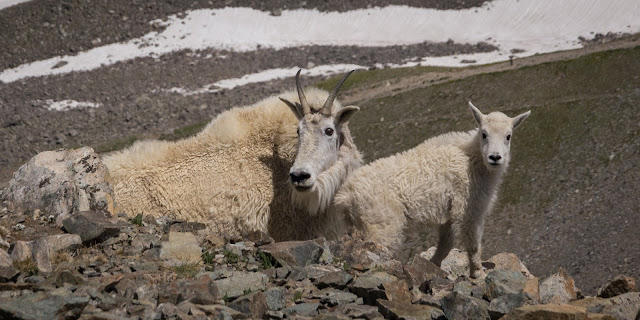 Mother and Baby Mountain Goat, Torreys Peak