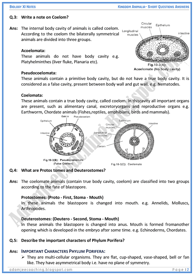 kingdom-animalia-short-question-answers-biology-11th