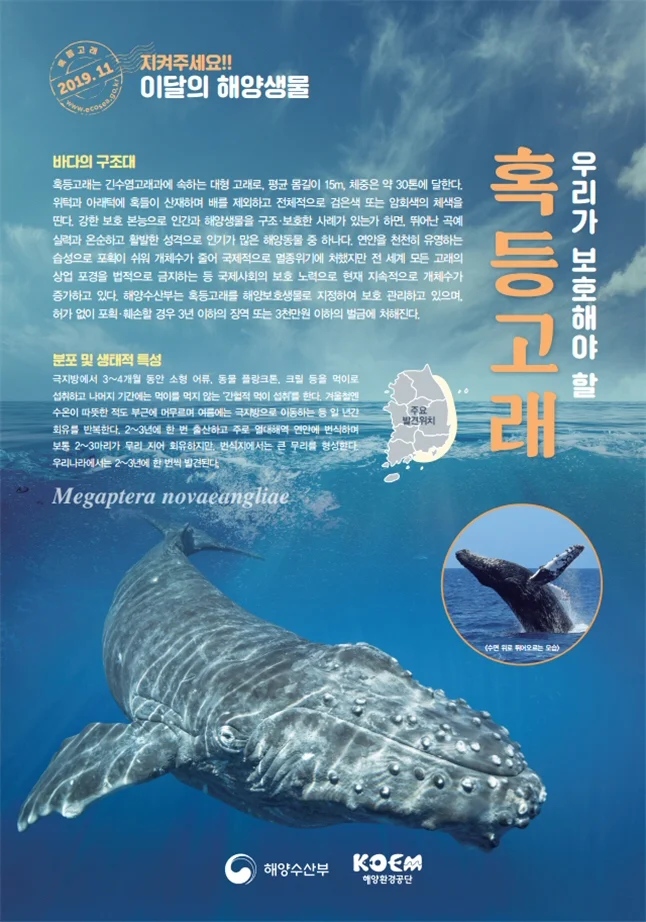 해양수산부, 2019년 11월의 해양생물로 ‘혹등고래’ 선정