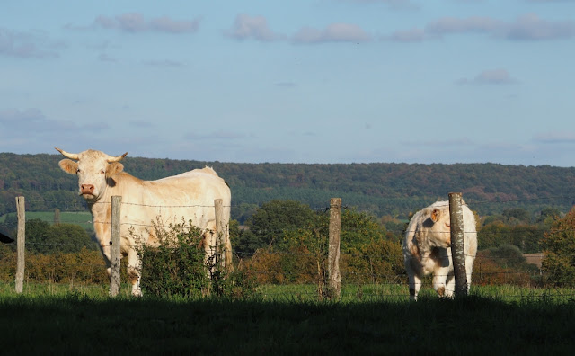 Orne, Bellême, Mortagne-au-Perche, Pin du Haras, Normandische platteland, calvados, cider, pommeau, boudin noir, Perche, normandische paarden, normandische koeien,