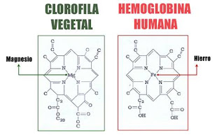 Semelhanças na estrutura da clorofila e da hemogloblina