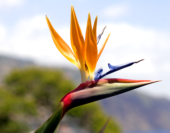 Bird of Paradise flower