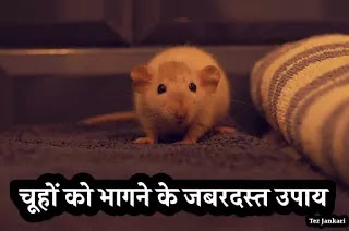 Home Remdies to Get Rid of Rats in Hindi | चूहों से छुटकारा पाने के घरेलू उपाय