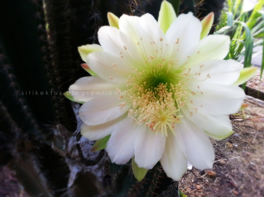 Bunga Kaktus Punya  Siti Kektus
